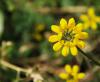 Ranunculus Ficaria Dugun Cicegi