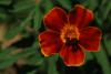 Tagetes Patula