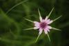 Tragopogon Longirostis