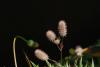 Trifolium Arvense
