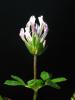 Trifolium Repens Akucgul Yonca Cicegi