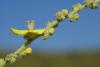 Verbascum Phlomoides