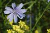 Yabani Hindiba - Cichorium Intybus