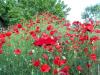 Gelincik(papaver Rhoeas) Tarlas