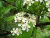 Ate Dikeni(pyracantha Coccinea)