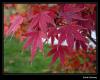 Akaaa (Acer Palmatum)