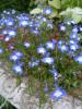 Lobelia