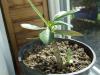 Adenium