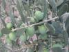 Zeytin