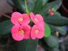 Euphorbia Milii