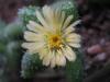 Delosperma Echinatum