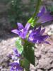 Campanula Glomerulata