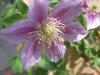 Clematis Piilu