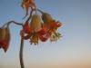 Cotyledon Orbiculata