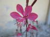 Gaura als