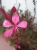 Gaura als