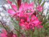 Gaura als