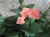 Kalanchoe