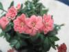 Kalanchoe