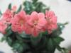 Kalanchoe