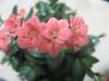 Kalanchoe