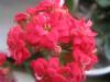 Kalanchoe