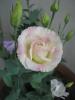 Lisianthus