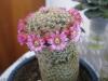 Mammillaria Matudea