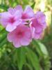 Phlox