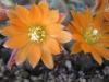 Rebutia