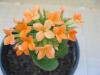 Kalanchoe