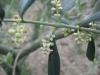 Zeytin