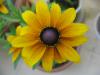 Rudbeckia