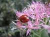 Sedum Autumn Joy