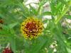 Zinnia