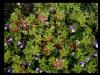 Yeil yapraklar ve aralarda krmz iekleri olan Astragalus (Geven), sadaki iki renkli iekler V