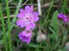 Geranium