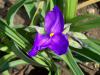 Tradescantia Ohiensis