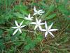 Ornithogalum Umbellatum