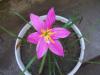 Zephyranthes Grandiflora