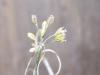 Allium Paniculatum Subsp. Fuscum