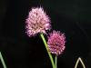 Allium Sphaerocephalon