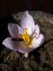 Crocus Pallasii "superlight"