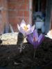 Crocus Pallasii "superlight" Ve Crocus Pallasii Pallasii