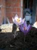 Crocus Pallasii "superlight" Ve Crocus Pallasii Pallasii