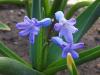 Hyacinthus Orientalis Subsp. Orientalis