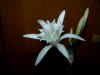 Pancratium Maritimum