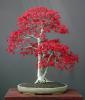 53407-acer Palmatum