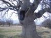 Tavas Balkıca Köyündeki Yaşlı Palamut Ağacı  gövdesi