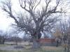 Tavas Balkıca Köyündeki Yaşlı Palamut Ağacı